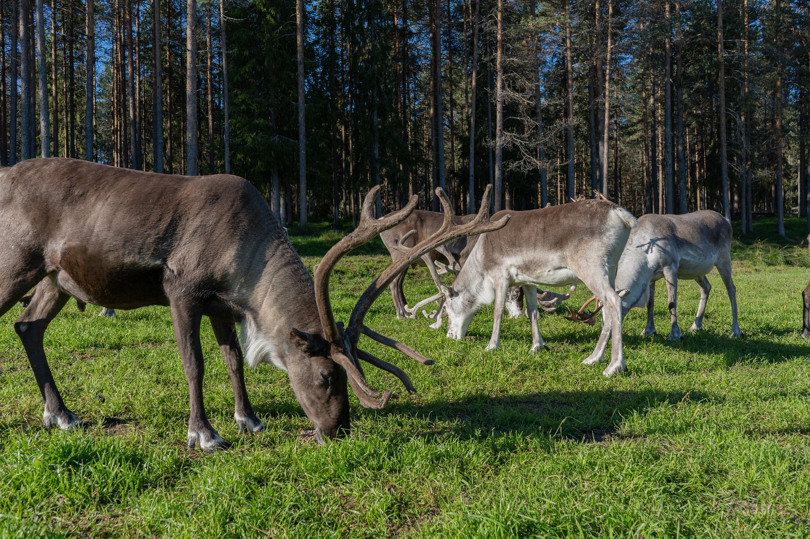 reindeer farm summer Rovaniemi