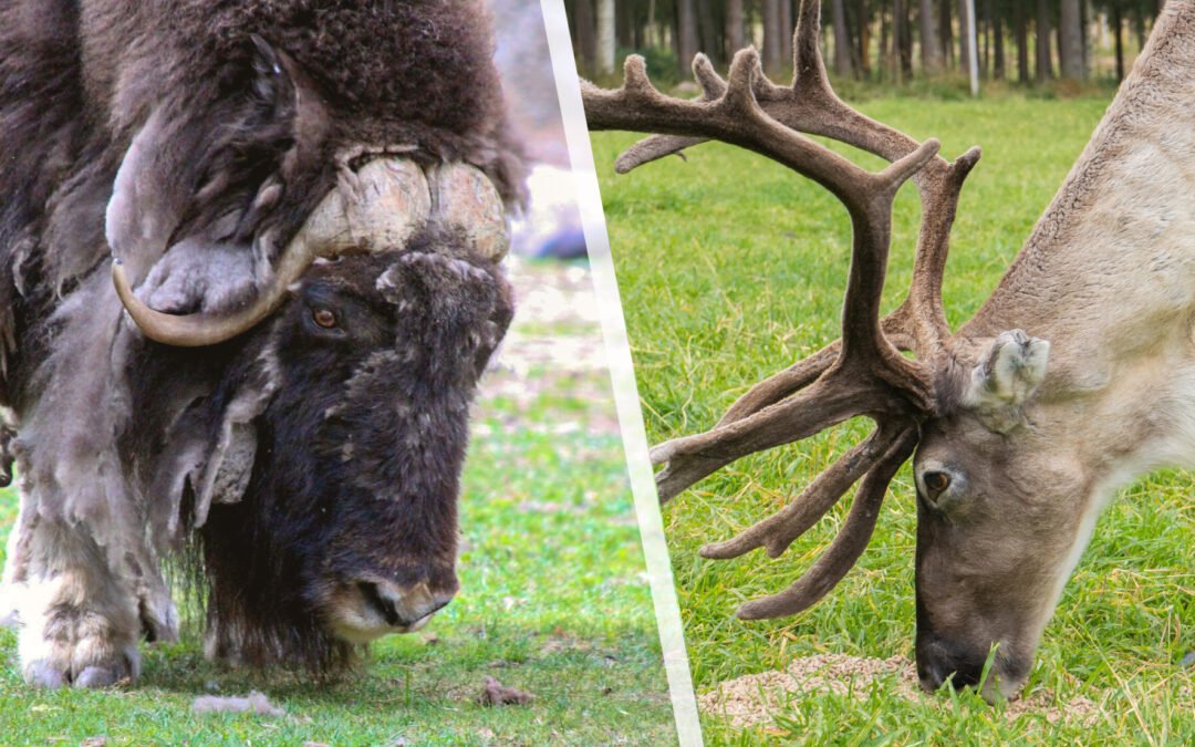 Visite d’une Ferme de Rennes et du Parc Animalier de Ranua