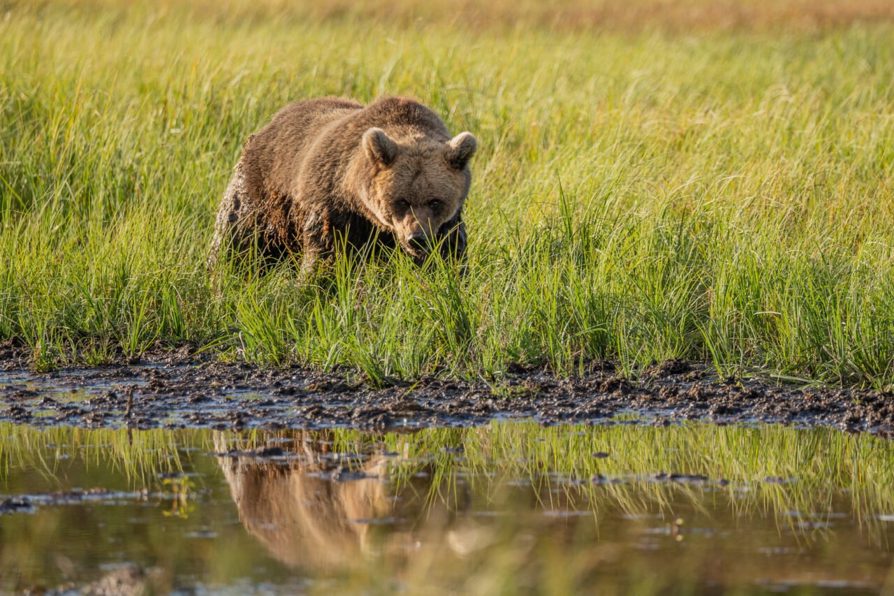 The Ultimate Animals 2-Day Trip in Lapland | Rovaniemi