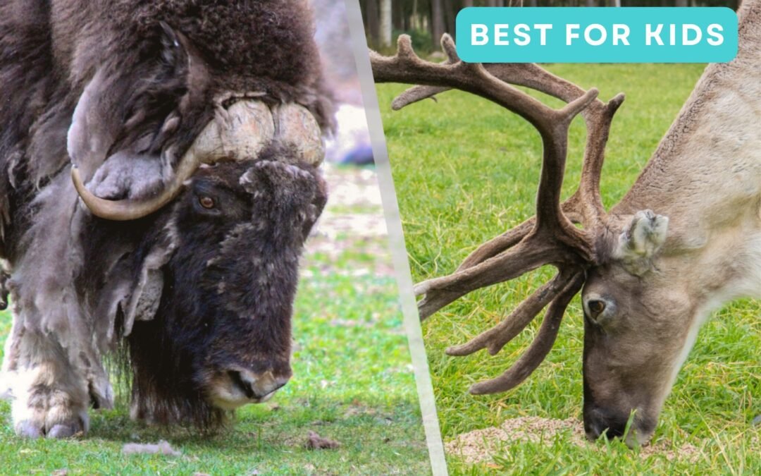 Authentic Reindeer Farm & Ranua Wildlife Park