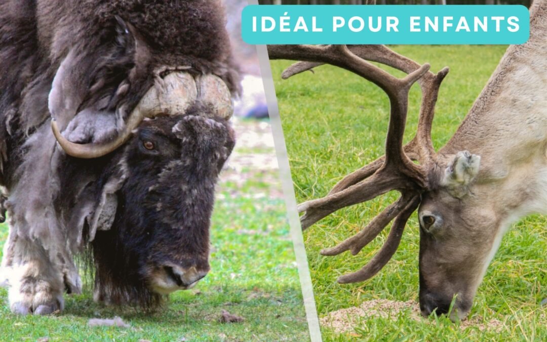 Visite d&rsquo;une Ferme de Rennes et du Parc Animalier de Ranua