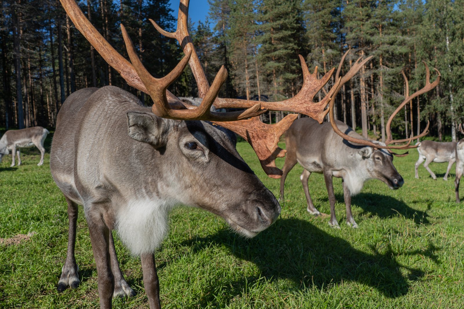 Ferme de rennes en été rovaniemi
