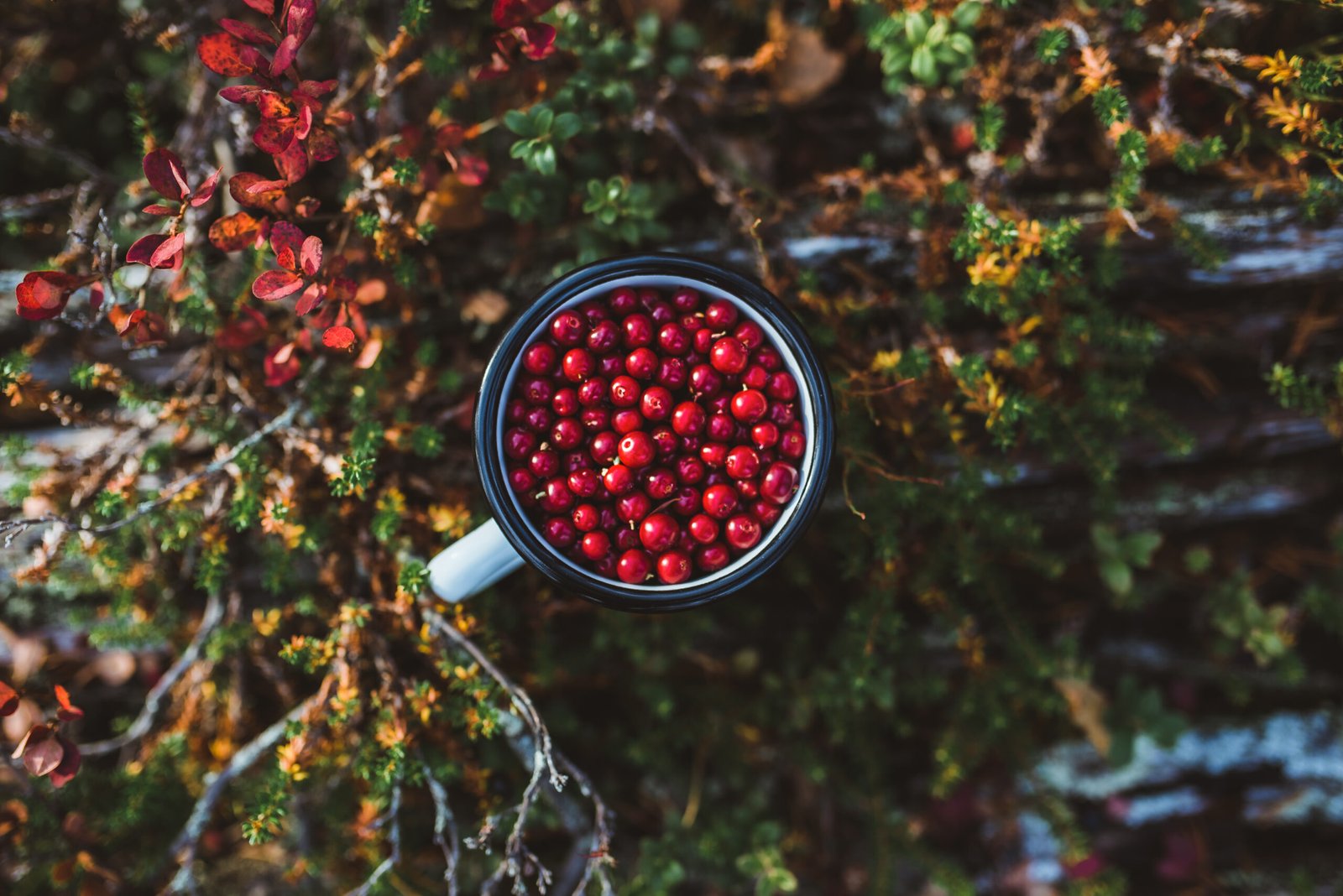 Lingonberries you can collect on the independent hike from Rovaniemi