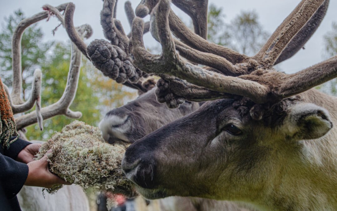 Visite d&rsquo;une Ferme de Rennes et du Parc Animalier de Ranua