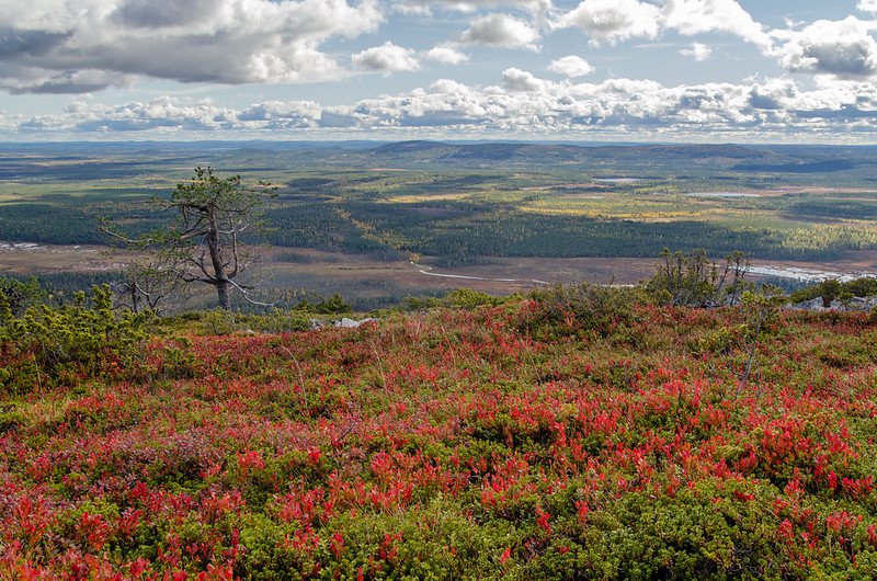 Landscape of the Pyhä-Luosto National Park on the independent hike accessible from Rovaniemi.