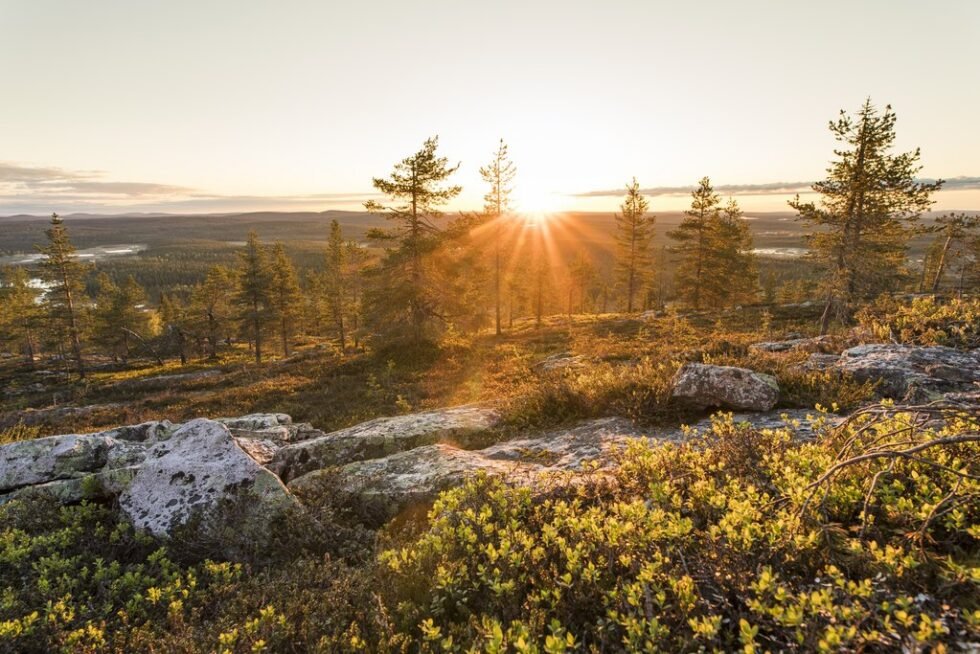 Forest Near Rovaniemi 5 Unmissable Hikes from Rovaniemi | Summer and Autumn