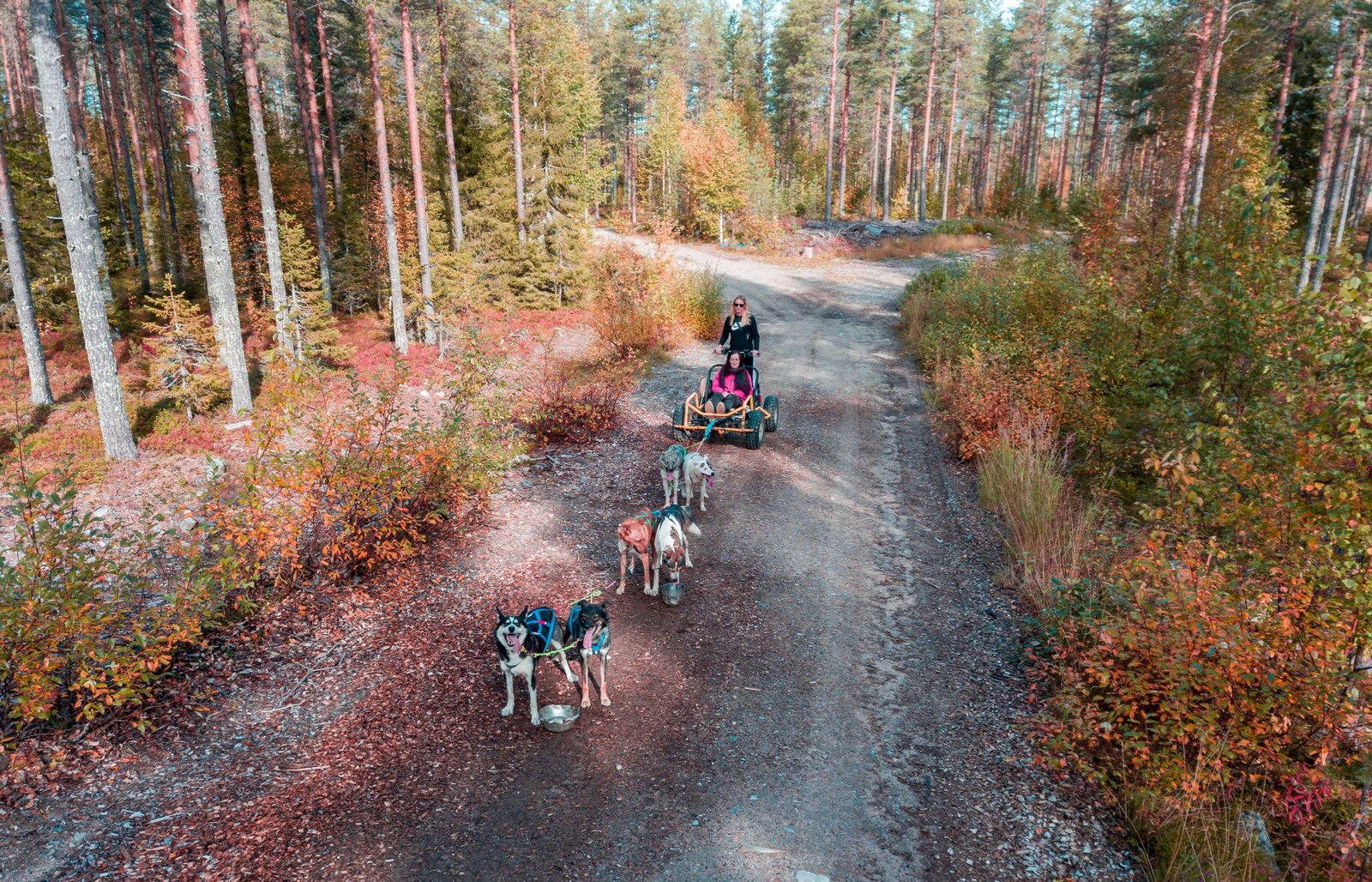 Husky Cart ride in the fall