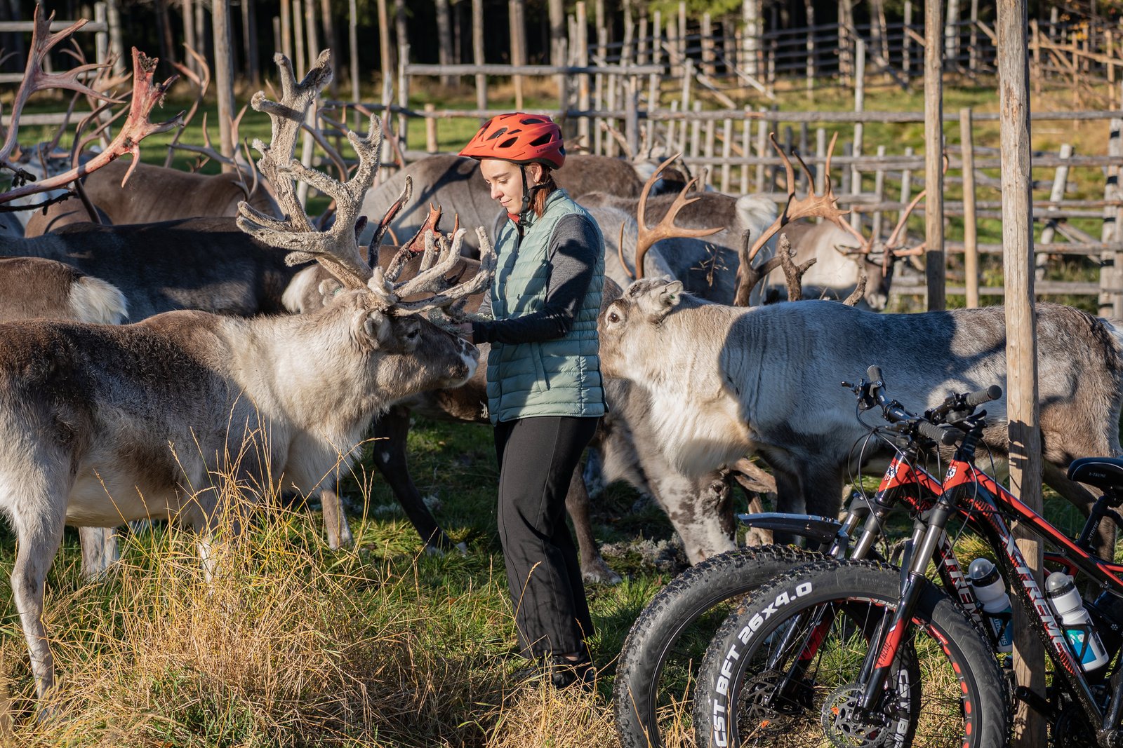 Electric fatbike reindeer farm