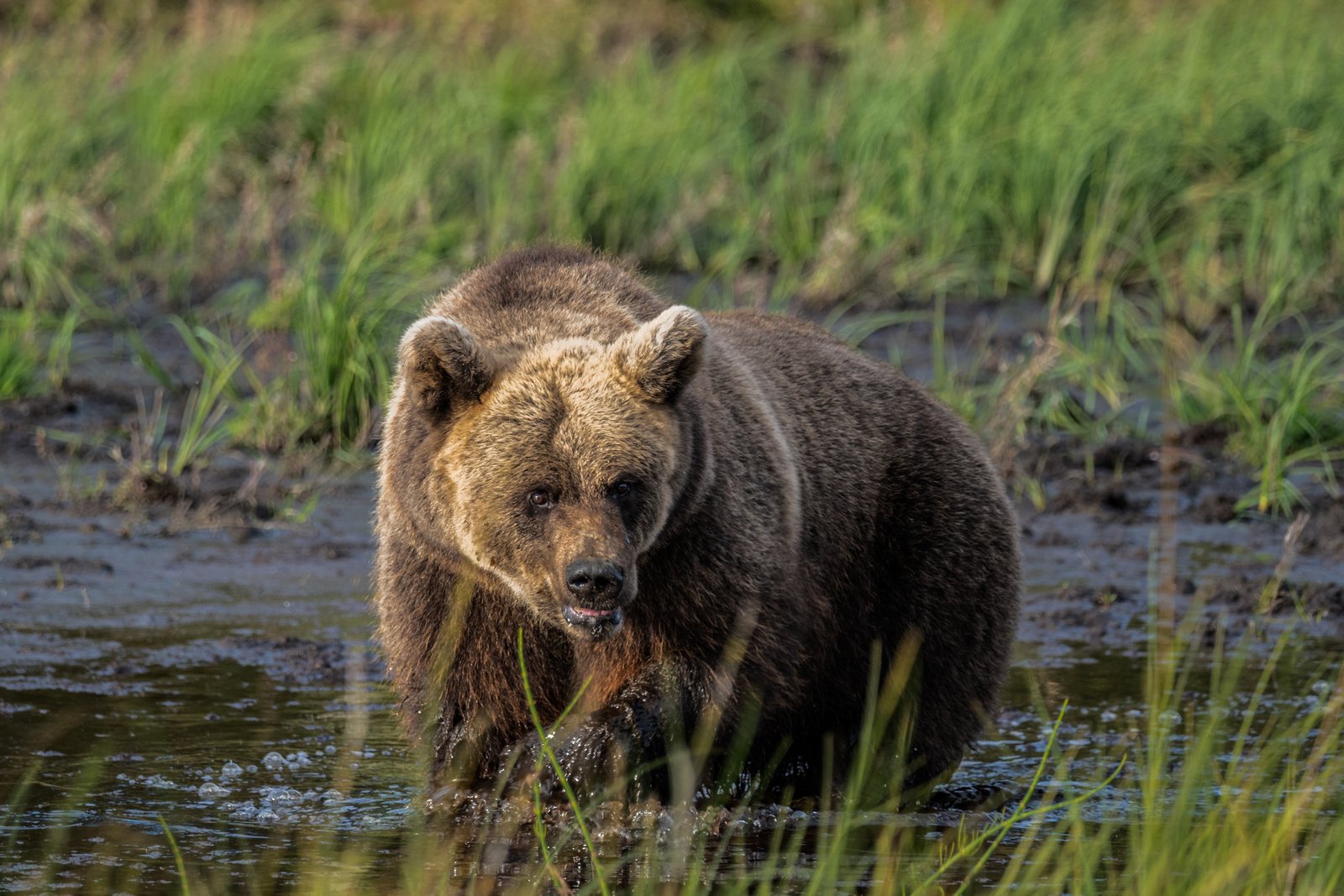 Browns bears Lapland