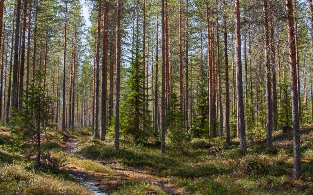 Forest Hike in Search of Finnish Mythological Creatures