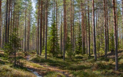 Randonnée en forêt à la recherche des créatures mythologiques finlandaises