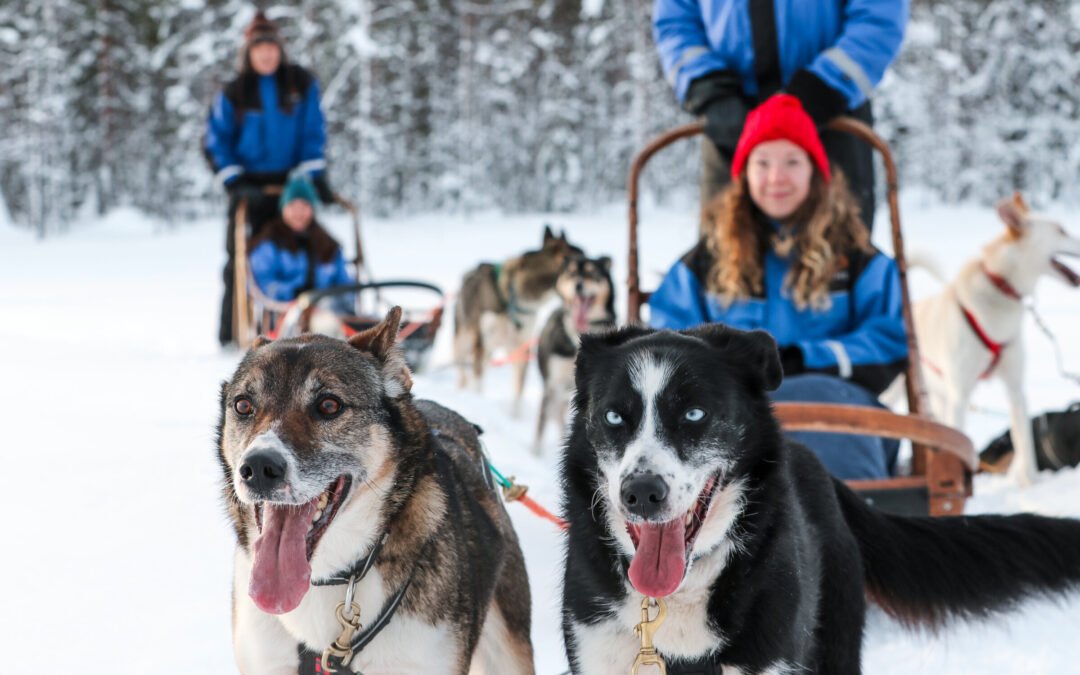 Winter Path with Huskies 10 km