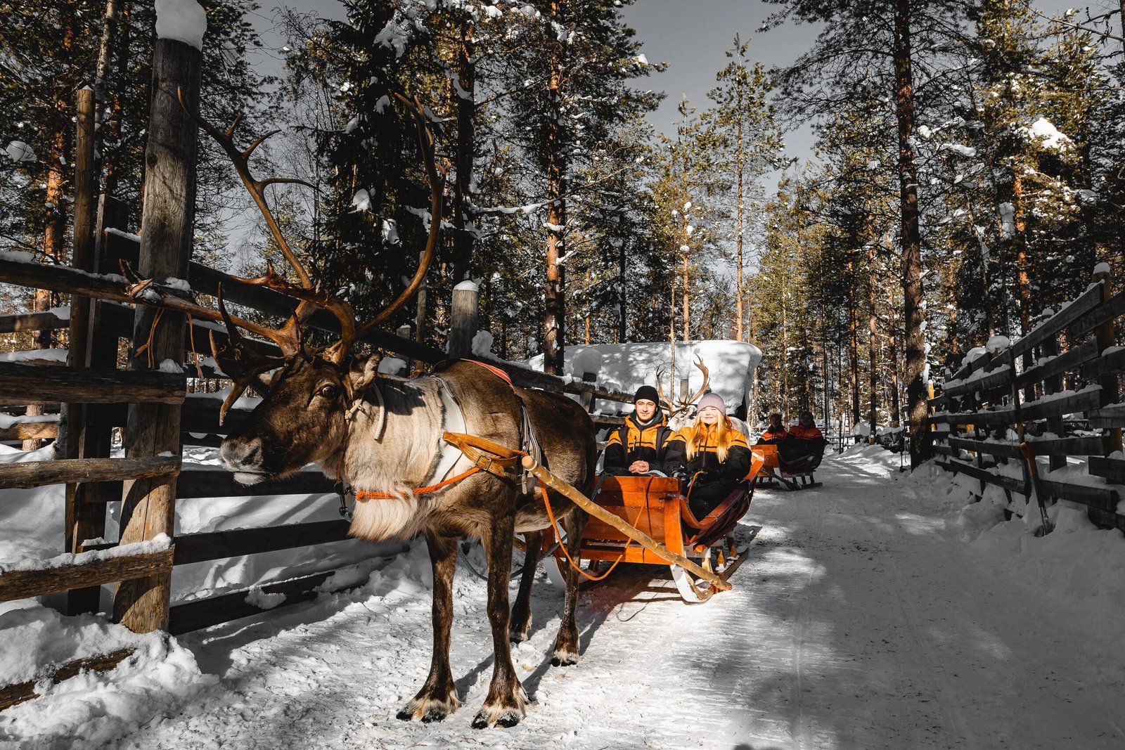 Traditional reindeer ride from Saariselkä | Book your experience