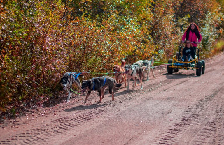Husky adventure cart Rovaniemi autumn