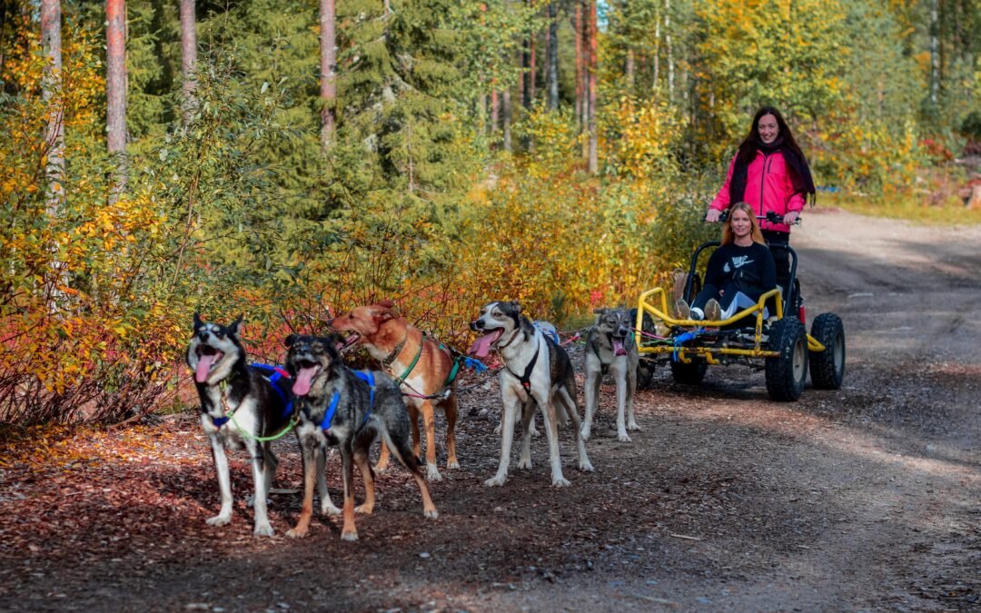 Husky Cart Ride in Autumn from Rovaniemi