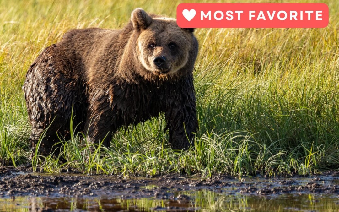 Lapland Trip in Search of the Brown Bear (2 Days)