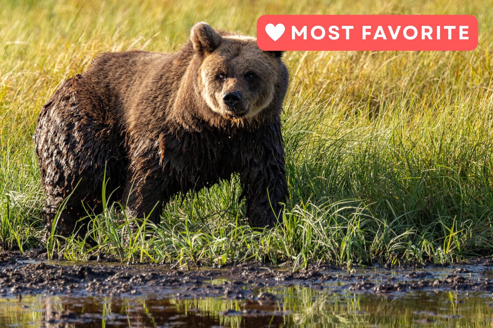 Brown bear searching