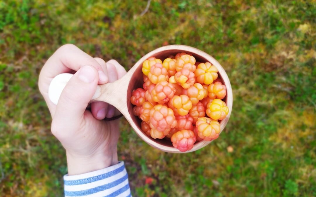 Balade & Cueillette de Baies et Champignons Arctiques