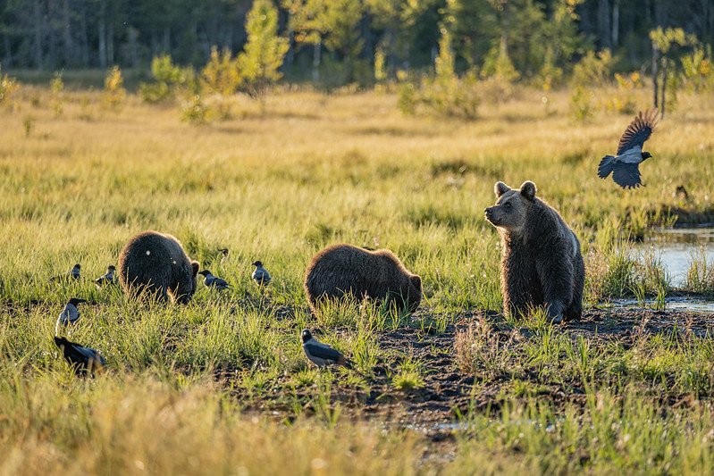Bear watching Bear watching