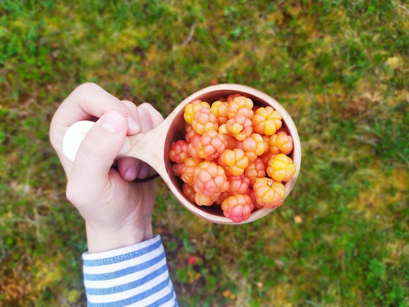 Arctic Berry & Mushrooms Picking Hike