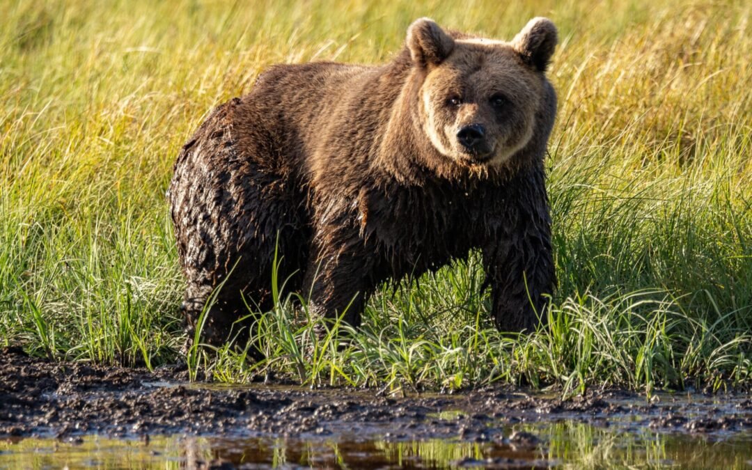 Lapland Trip in Search of the Brown Bear (2 Days)