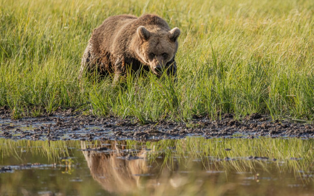 Rencontre avec les Ours Bruns & Randonnée à Oulanka