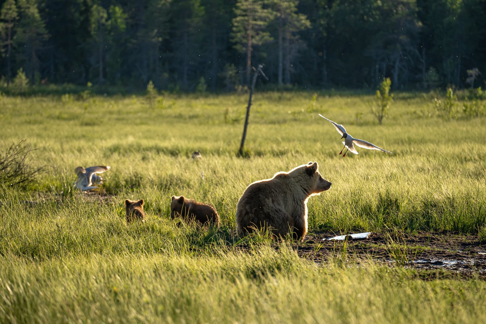 Voyage Laponie ours brun