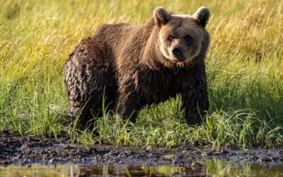 Rencontre avec les Ours Bruns & Randonnée à Oulanka