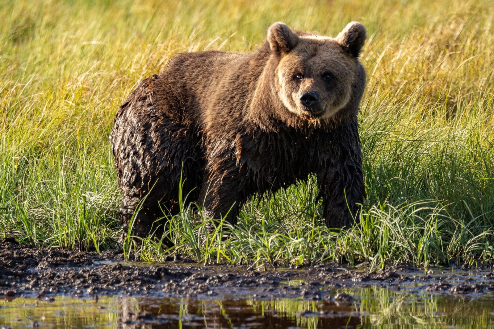 Ours Brun observation
