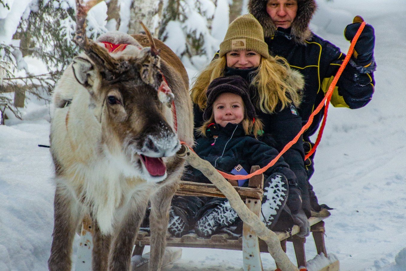 excursion privée ferme de rennes rovaniemi