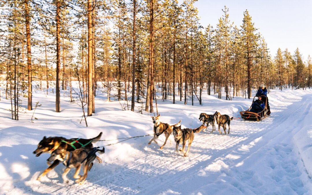 Snowy Escape – 10 km husky safari