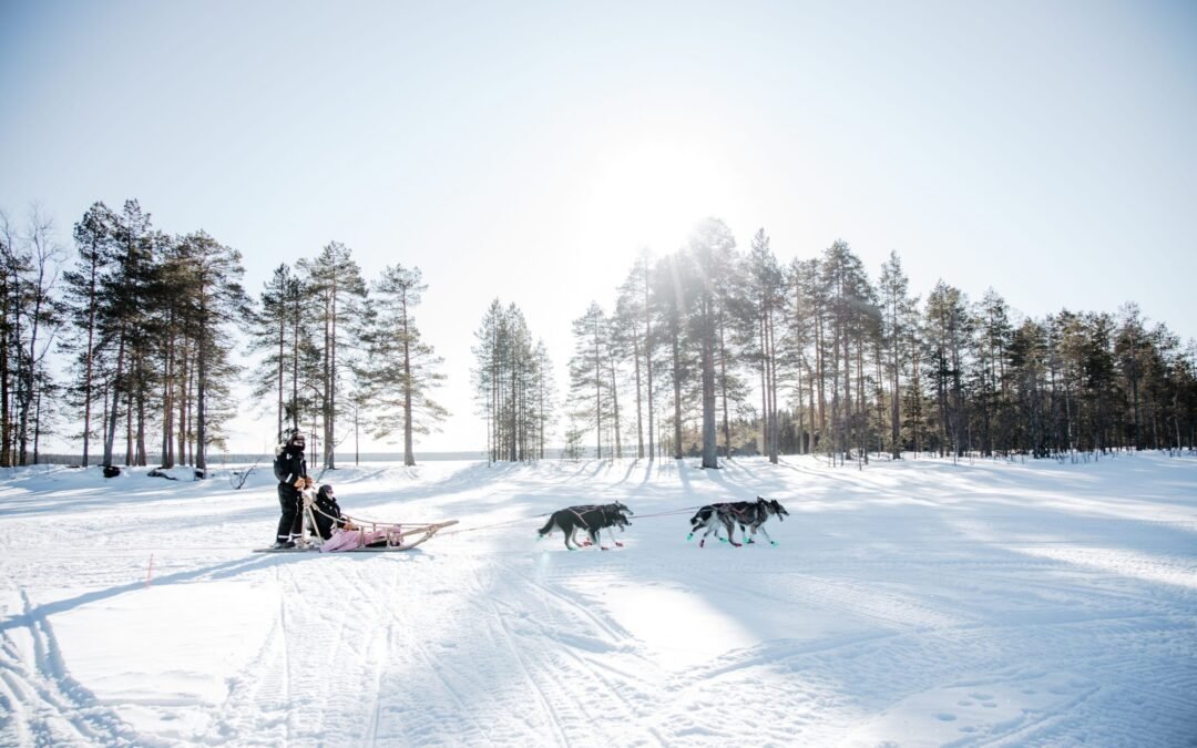 Husky Adventure with 30-40km Safari from Rovaniemi