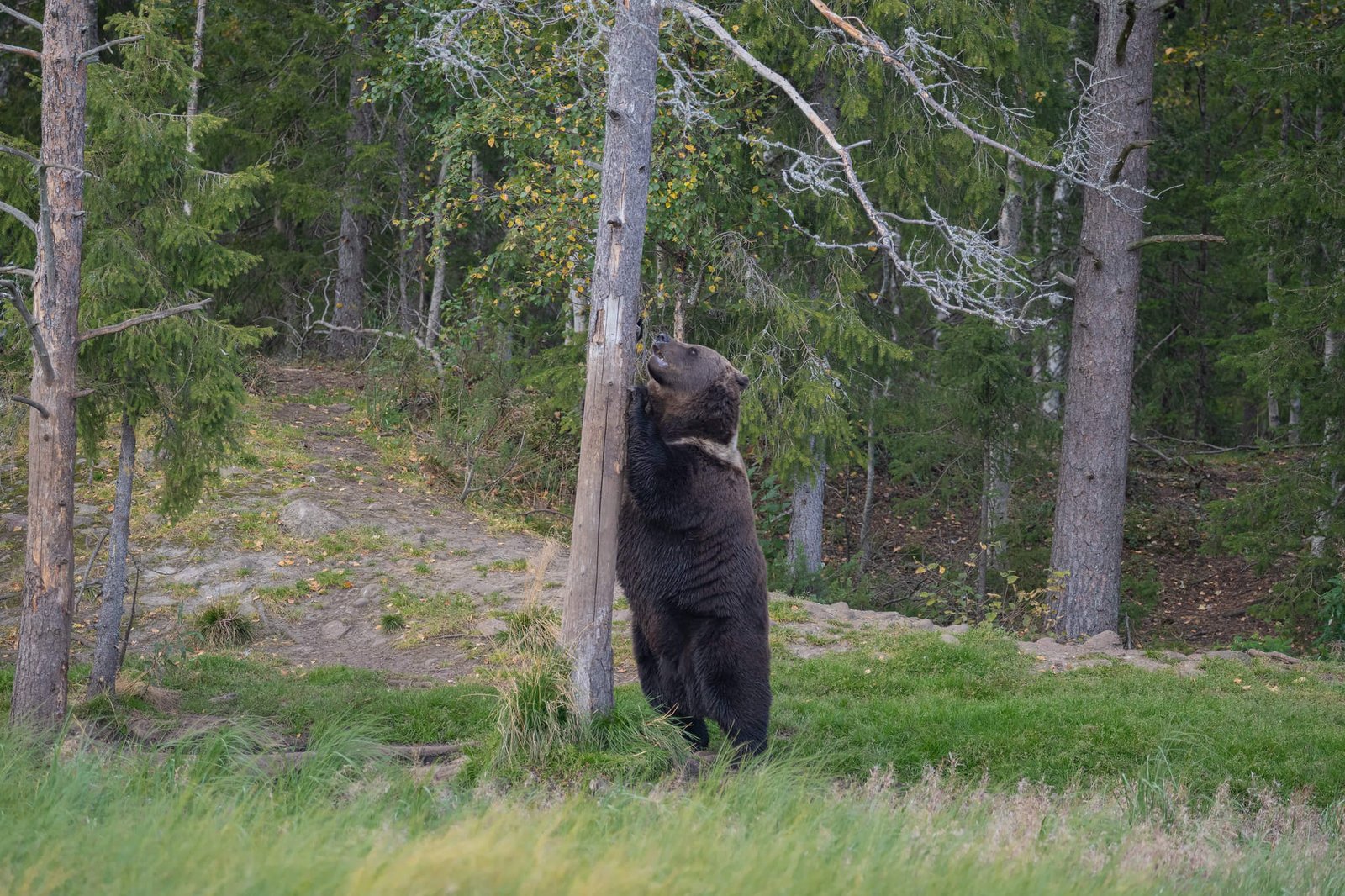 Bear watching autumn rovaniemi bear watching autumn rovaniemi