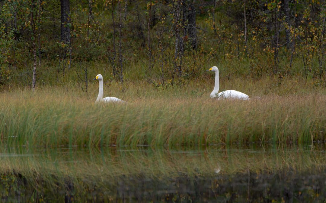 Bird-Watching Tour in the Arctic – Photography Trip in Lapland