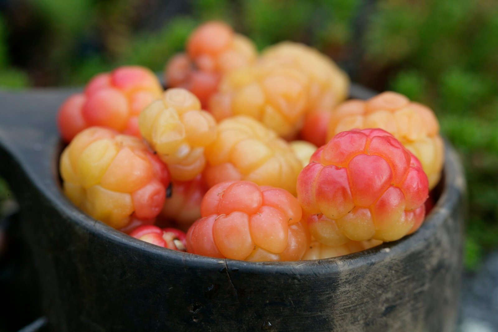 Cloudberries Lapland berries lapland rovaniemi