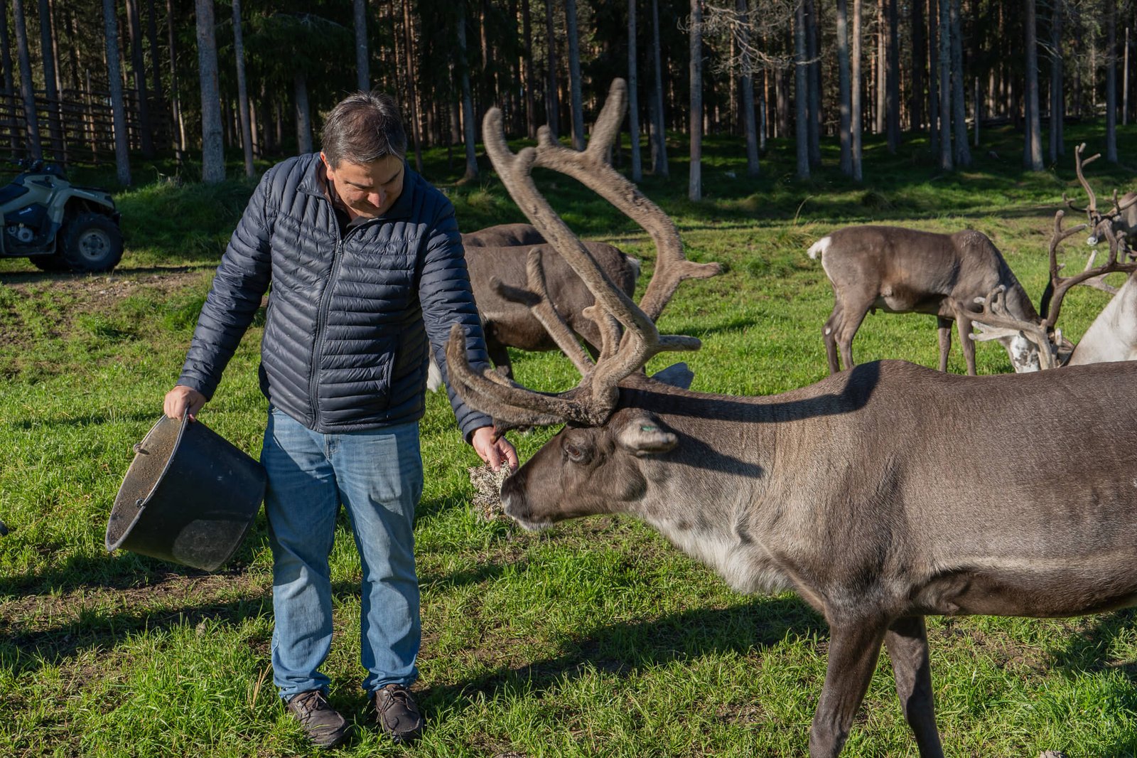 reindeer autumn rovaniemi reindeer autumn rovaniemi