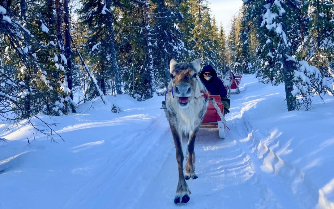 Reindeer farm visit & Safari (1h) from Pyhä