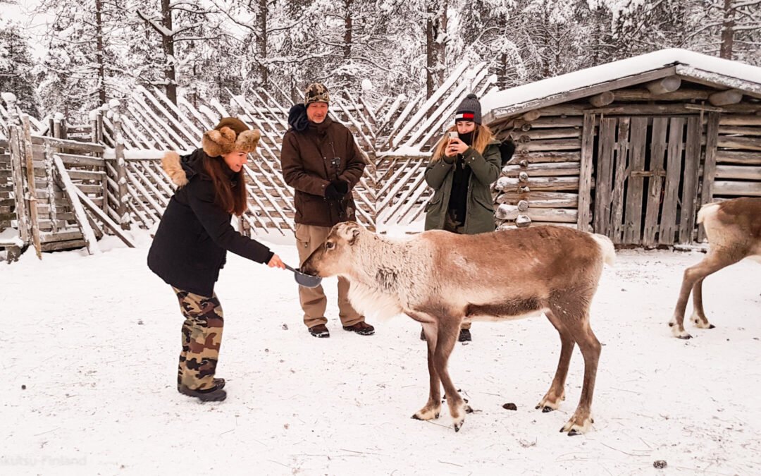 Reindeer Safari with Wilderness Lunch in Luosto