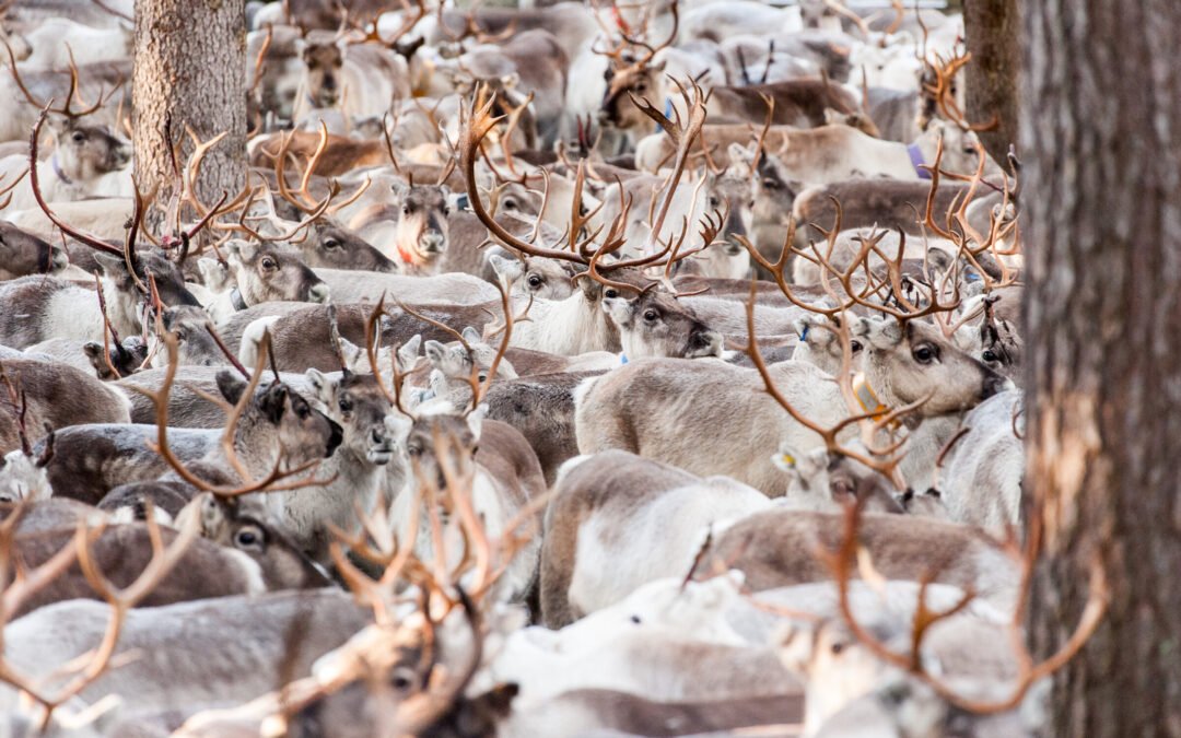 World of reindeer, longer sled ride