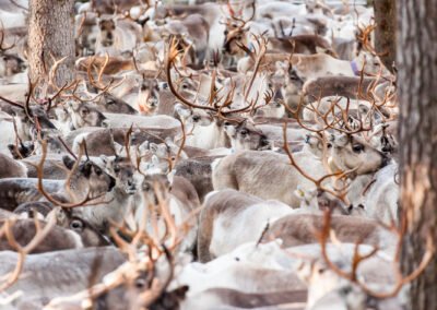 Reindeer herd in Kuusamo Ruka