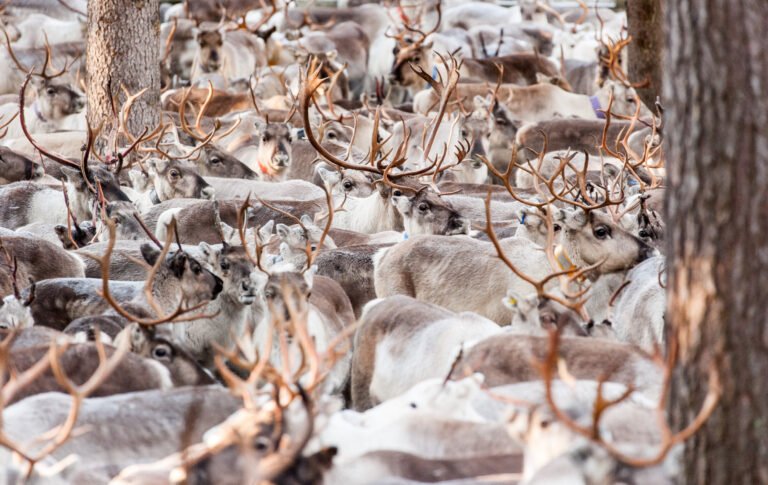 World of reindeer, longer sled ride — Image 1 Reindeer herd in Kuusamo Ruka