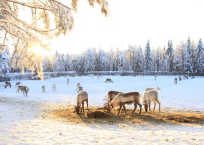 Reindeer in the morning light in Ruka Kuusamo