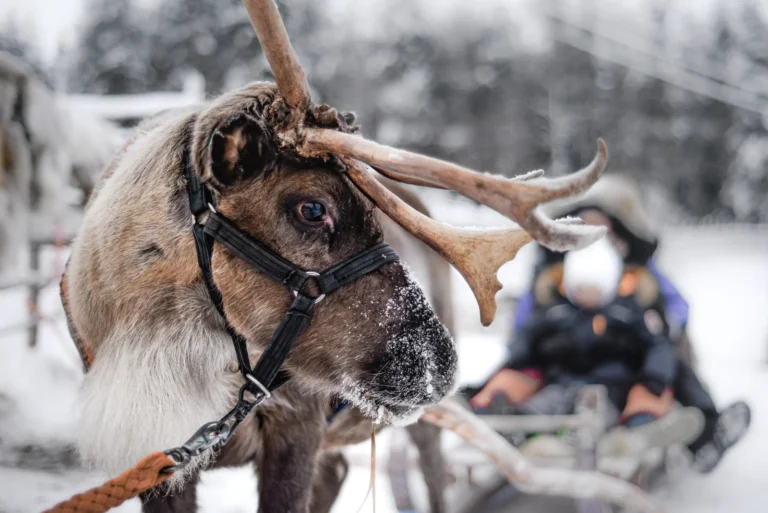 Renne Rovaniemi