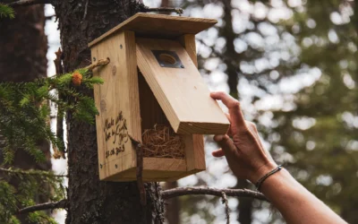 Birdhouse Workshop, Forest Walk & Wilderness Lunch in Kuusamo