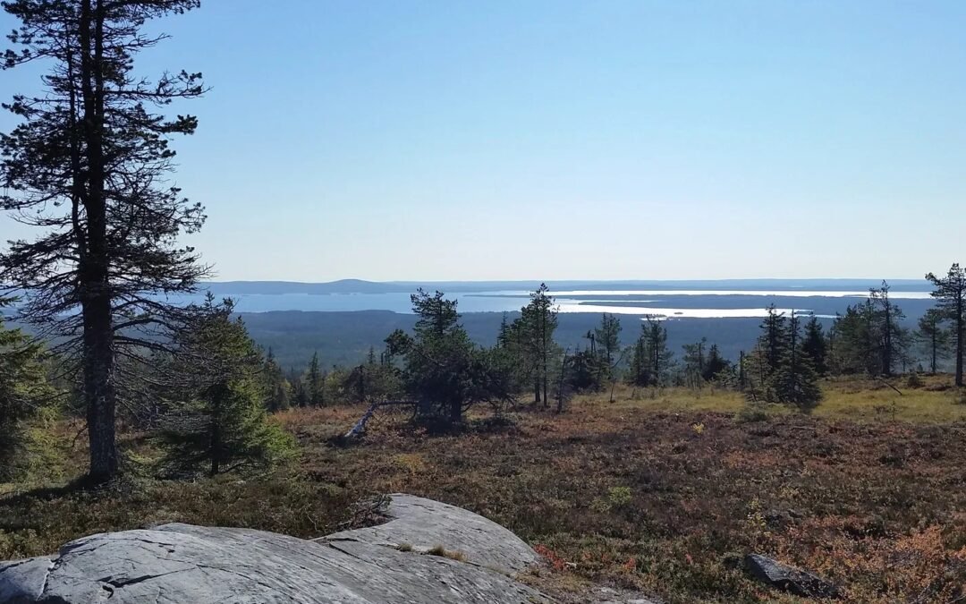 Forest Yoga In Riisitunturi National Park