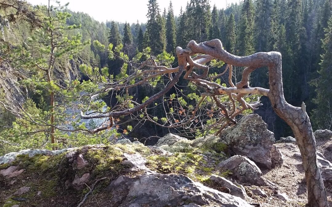 Oulanka Canyon Hike From Ruka