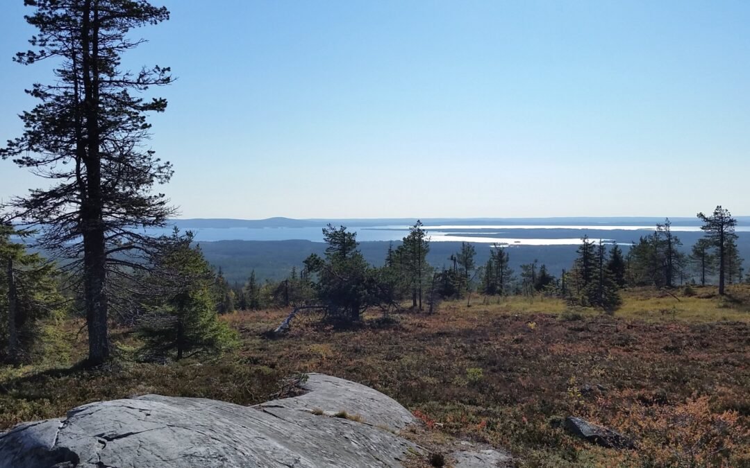 Forest yoga hike in Riisitunturi National Park