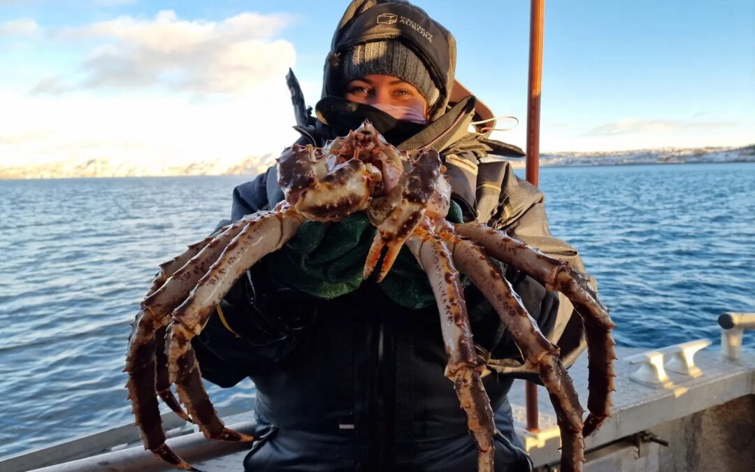 King Crab Tour From Alta