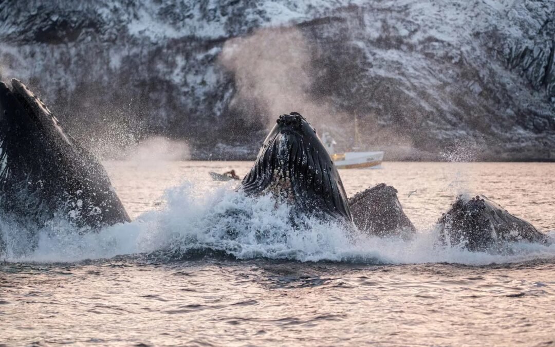 Whale Watching Tour From Alta