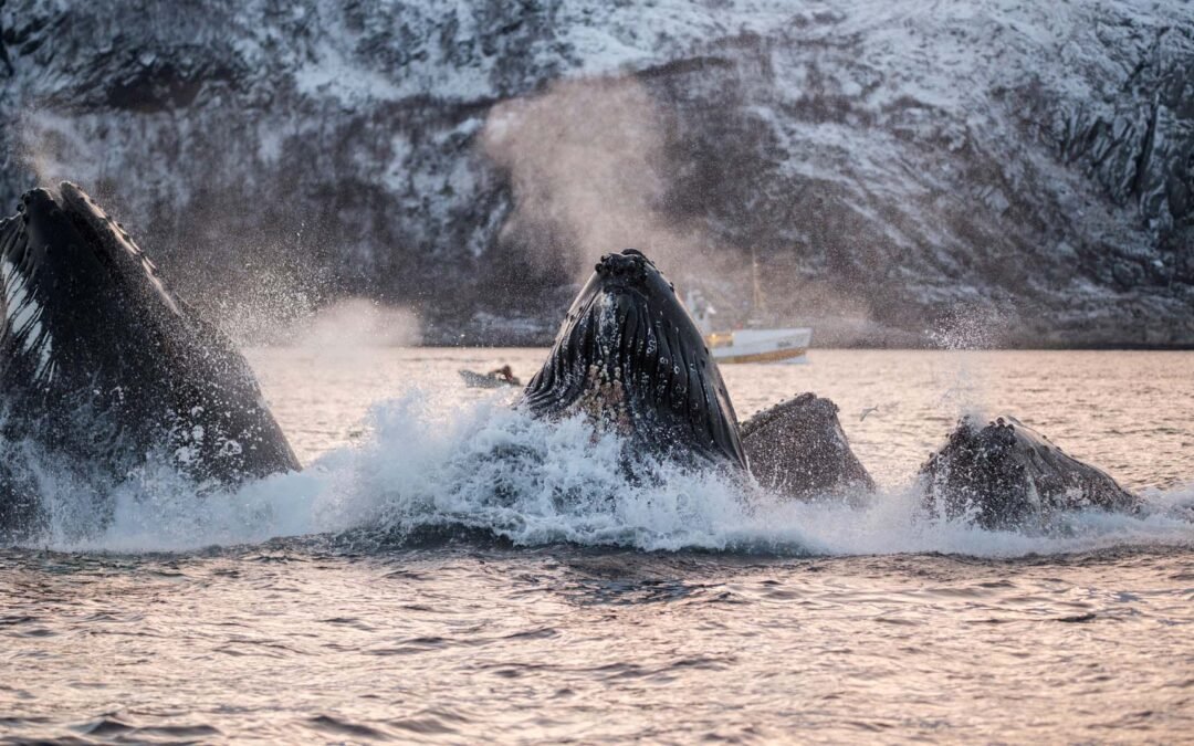 Whale Watching Tour